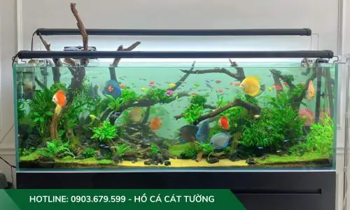 setup hồ cá thuỷ sinh setup hồ cá thuỷ sinh