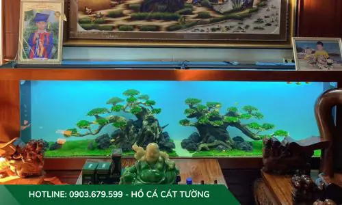setup hồ cá thuỷ sinh setup hồ cá thuỷ sinh