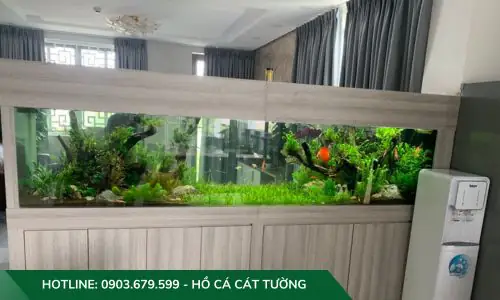 setup hồ cá thuỷ sinh setup hồ cá thuỷ sinh
