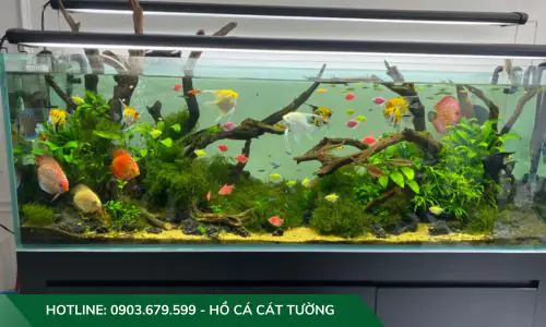 setup hồ cá thuỷ sinh setup hồ cá thuỷ sinh