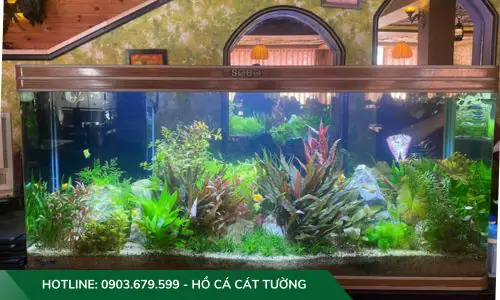 setup hồ cá thuỷ sinh setup hồ cá thuỷ sinh