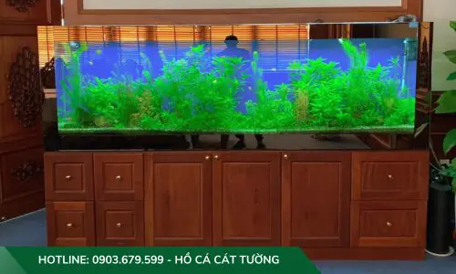 setup hồ cá thuỷ sinh setup hồ cá thuỷ sinh