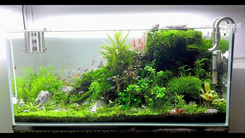 Setup hồ thủy sinh trọn gói từ M55 Aquarium