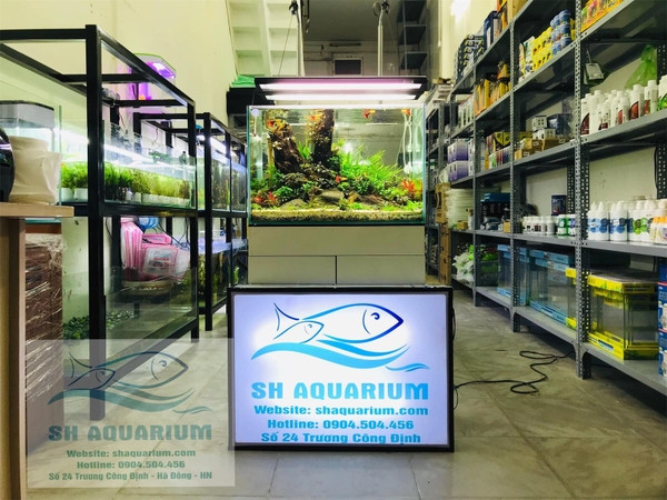 SH AQUARIUM, cửa hàng cá cảnh Hà Nội với không gian bể thủy sinh đẹp