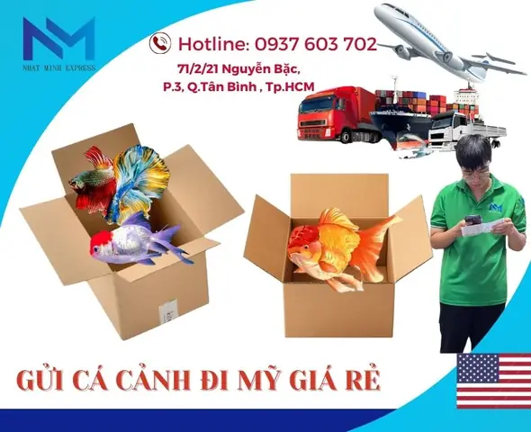 Ship Cá Cảnh Đi Mỹ: Những Điều Cần Biết Để Thành Công
