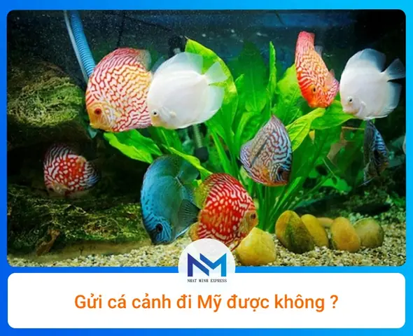 Ship Cá Cảnh Đi Mỹ: Những Điều Cần Biết Để Thành Công Ship Cá Cảnh Đi Mỹ: Những Điều Cần Biết Để Thành Công