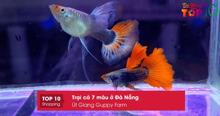 Top 5 Shop Bán Cá Bảy Màu Giá Rẻ và Uy Tín Bạn Nên Biết