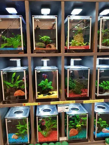 Hướng Dẫn Chọn Shop Bán Cá Betta Uy Tín Và Danh Sách Các Cửa Hàng Hàng Đầu