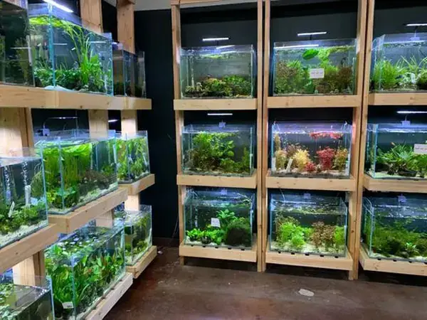 Hướng Dẫn Chọn Shop Bán Cá Betta Uy Tín Và Danh Sách Các Cửa Hàng Hàng Đầu