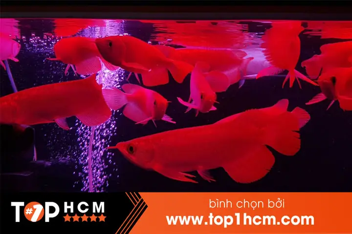 Kinh Nghiệm Chọn Lựa Shop Bán Cá Cảnh Uy Tín tại TP.HCM