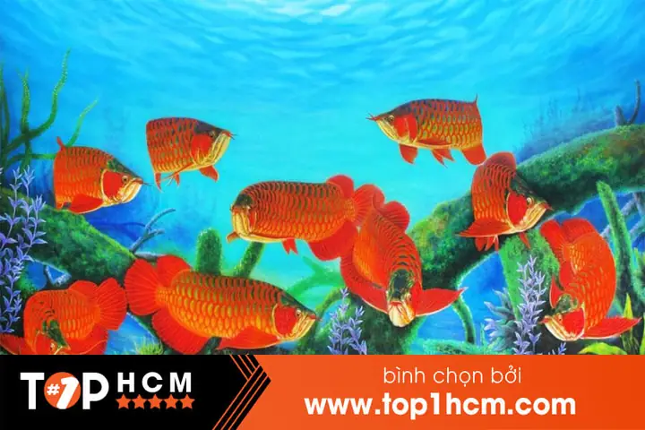 Kinh Nghiệm Chọn Lựa Shop Bán Cá Cảnh Uy Tín tại TP.HCM
