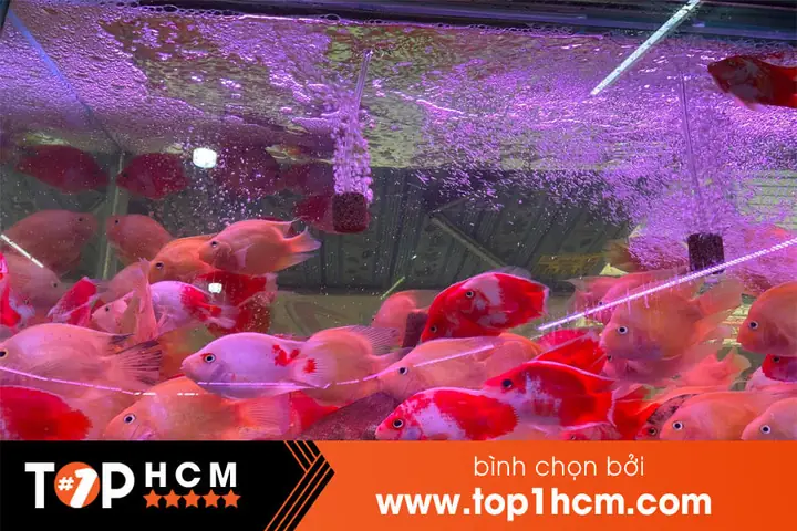 Kinh Nghiệm Chọn Lựa Shop Bán Cá Cảnh Uy Tín tại TP.HCM
