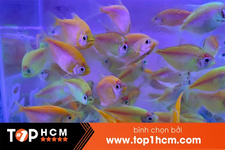 Kinh Nghiệm Chọn Lựa Shop Bán Cá Cảnh Uy Tín tại TP.HCM