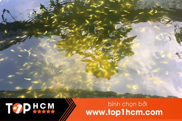 Kinh Nghiệm Chọn Lựa Shop Bán Cá Cảnh Uy Tín tại TP.HCM