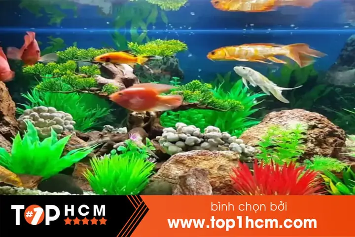 Kinh Nghiệm Chọn Lựa Shop Bán Cá Cảnh Uy Tín tại TP.HCM