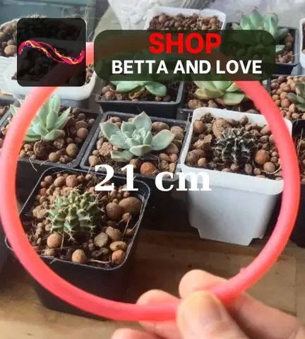 Hướng Dẫn Chọn Shop Bể Cá Cảnh Uy Tín và Chất Lượng