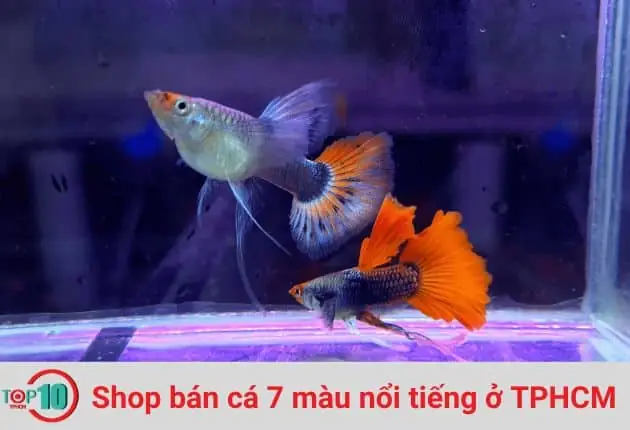 Hướng Dẫn Chọn Shop Cá 7 Màu Uy Tín & Top Địa Chỉ Đáng Tin Cậy