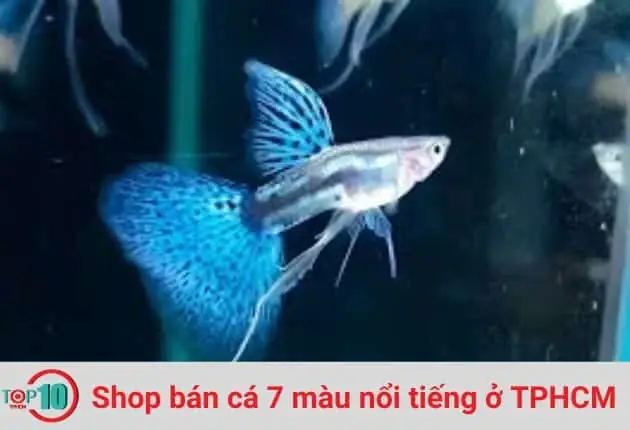 Hướng Dẫn Chọn Shop Cá 7 Màu Uy Tín & Top Địa Chỉ Đáng Tin Cậy