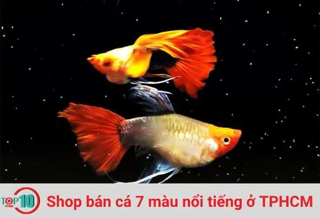 Hướng Dẫn Chọn Shop Cá 7 Màu Uy Tín & Top Địa Chỉ Đáng Tin Cậy