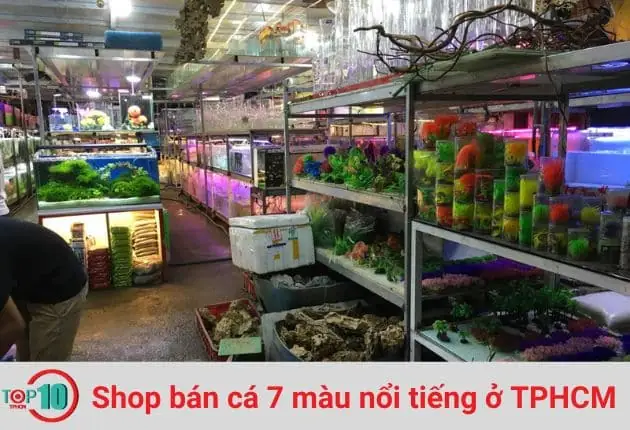 Hướng Dẫn Chọn Shop Cá 7 Màu Uy Tín & Top Địa Chỉ Đáng Tin Cậy