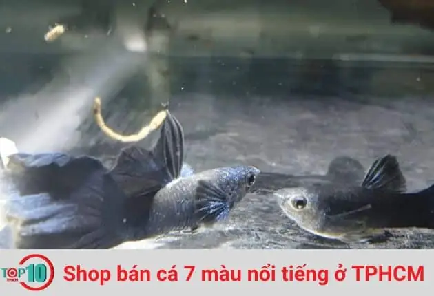 Hướng Dẫn Chọn Shop Cá 7 Màu Uy Tín & Top Địa Chỉ Đáng Tin Cậy