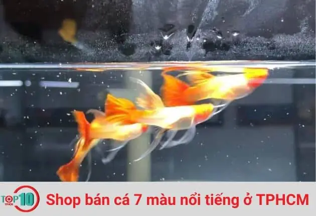 Hướng Dẫn Chọn Shop Cá 7 Màu Uy Tín & Top Địa Chỉ Đáng Tin Cậy