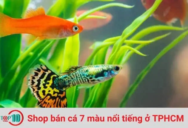 Tìm shop cá 7 màu TPHCM ở đâu chất lượng và uy tín?