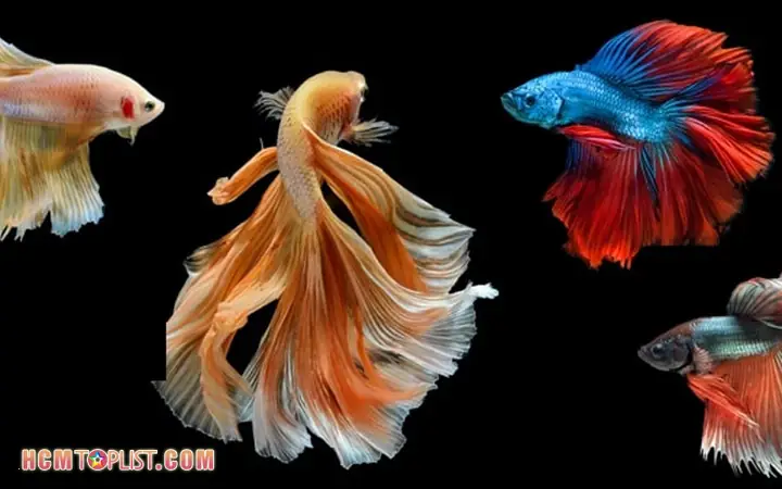 Cẩm Nang Nuôi Cá Betta & Tìm Shop Cá Betta TPHCM Uy Tín