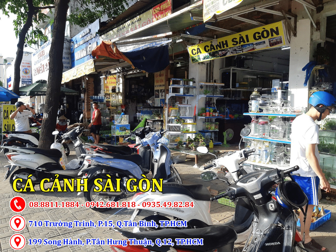 Shop cá cảnh 710 Trường Chinh WorldFish