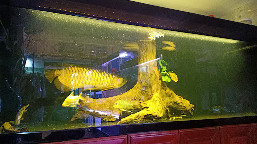 Shop cá cảnh Fishlove giá rẻ