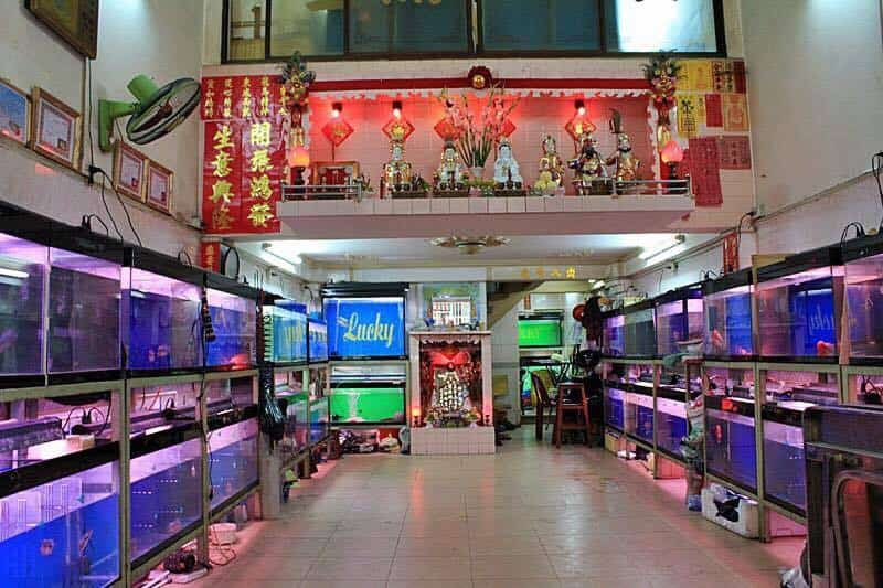 Shop cá cảnh TPHCM - Lucky