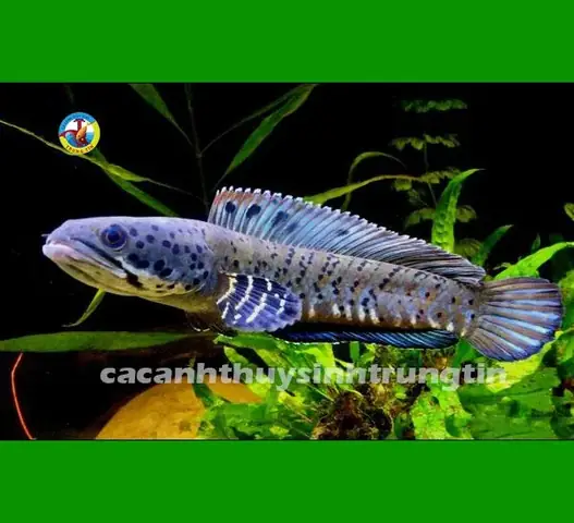 shop cá lóc cảnh