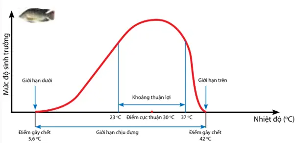 Phân Tích Giới Hạn Sinh Thái Cá Rô Phi: Sơ Đồ Nhiệt Độ & Điều Kiện Sống