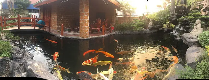 Sơ Đồ Lọc Hồ Cá Koi: Hướng Dẫn Chi Tiết Từ A Đến Z