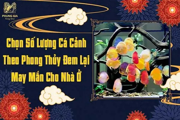 Chọn Số Lượng Cá Cảnh Theo Phong Thủy Đem Lại May Mắn Cho Nhà Ở
