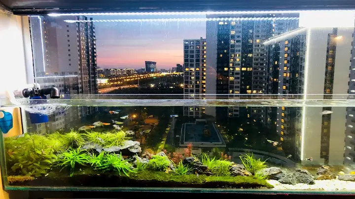 Cá chép phong thủy: Số lượng bao nhiêu là tốt nhất?