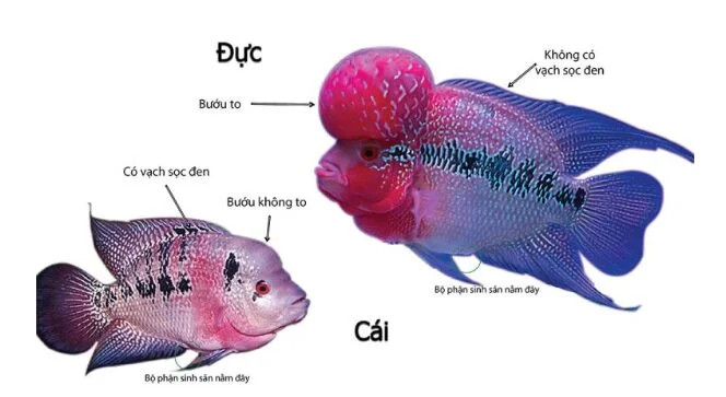 So sánh cá la hán trống và mái với đặc điểm gù đầu và vây rõ rệt