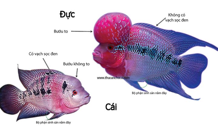 So sánh vây lưng và vây ngực để phân biệt cá La Hán trống mái