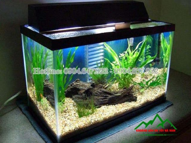 Sỏi bể cá cảnh tạo môi trường tự nhiên và hỗ trợ vi khuẩn có lợi