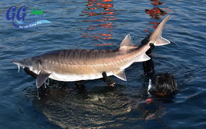Cá Sturgeon Là Cá Gì? Khám Phá Loài Cá Cổ Đại Quý Hiếm