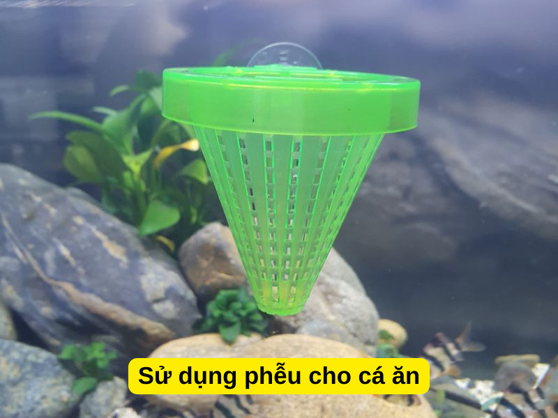 Sử dụng phễu hoặc máng ăn giúp kiểm soát lượng thức ăn cho cá cảnh