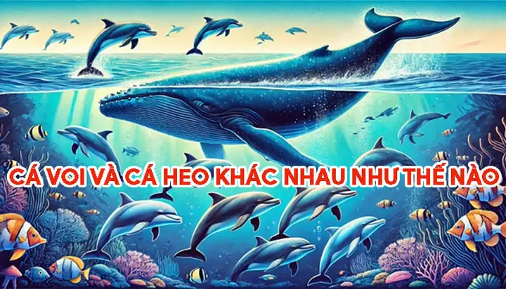 Sự Khác Biệt Nổi Bật Giữa Cá Heo Và Cá Voi Là Gì?
