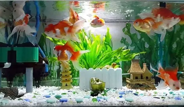Hướng Dẫn Sửa Máy Bơm Bể Cá Tại Nhà Chi Tiết Và Hiệu Quả