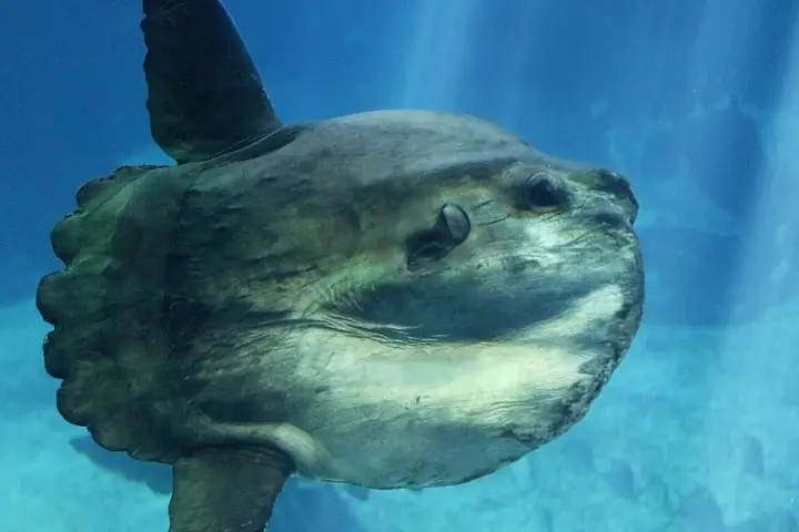 Sunfish là cá gì? Đặc điểm và sự thật thú vị về chúng