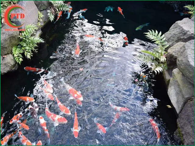 Hướng Dẫn Chi Tiết Cách Sưởi Ấm Cho Cá Vào Mùa Đông