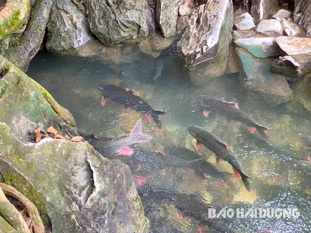 suối cá thần thanh hóa
