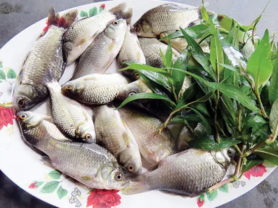 Tác Dụng Của Cá Diếc: Lợi Ích Không Ngờ Từ Loài Cá Quen Thuộc