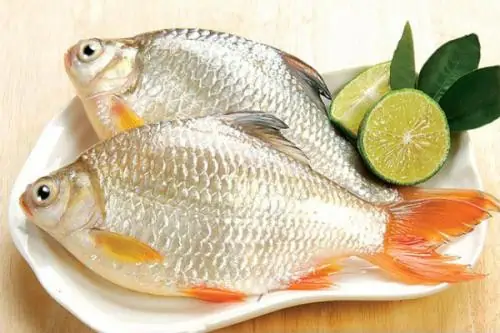 Tác Dụng Của Cá Diếc: Lợi Ích Không Ngờ Từ Loài Cá Quen Thuộc