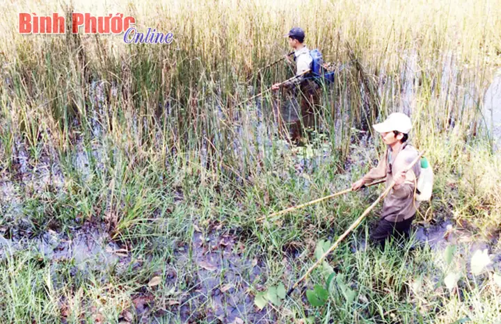 Tác hại của việc đánh bắt cá quá mức: Hậu quả và giải pháp