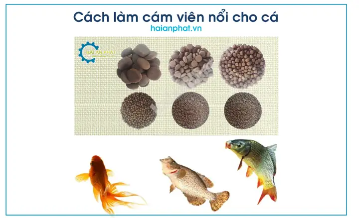 Tại Sao Cám Cá Lại Nổi: Giải Đáp Khoa Học & Cách Khắc Phục